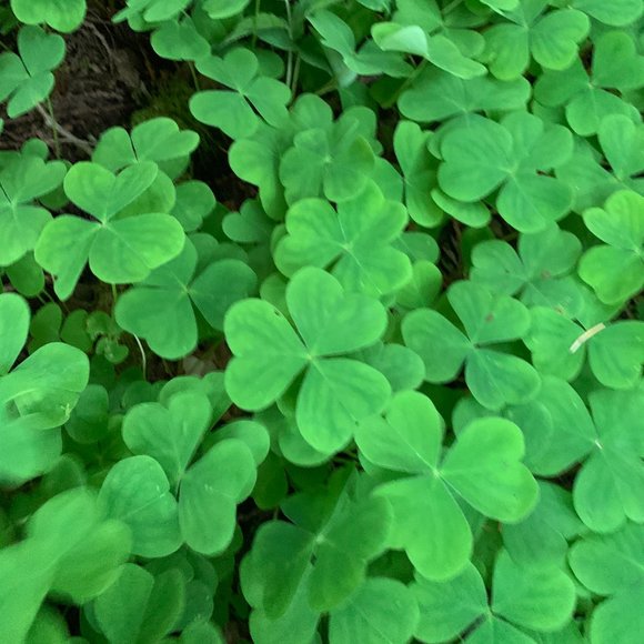 Meet your Posher, Lee - Picture 2 of 3